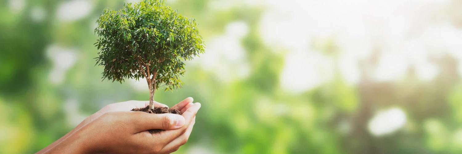 Manos sujetando árbol