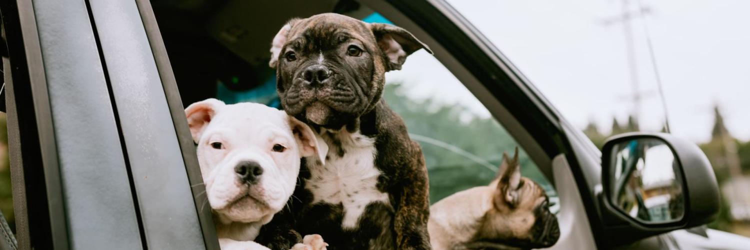 coches y perros